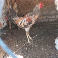 مرغ و خروس محلی