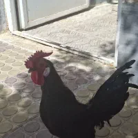 خروس