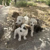 سگ نژاد دار|سگ|مشهد, کوی سیدی|دیوار