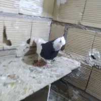 کبوتر طوقی سیاه نردرجه یک|پرنده|الشتر, |دیوار