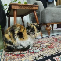 واگذاری گربه رایگان