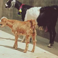 فروش بز شیرا