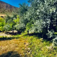 فروش ۵ قطعه باغ زیتون جاده کلتان شیرین سودارای آب|فروش دفتر صنعتی، کشاورزی، تجاری|طارم, |دیوار