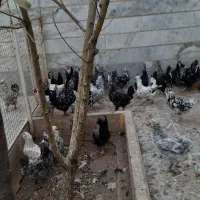 تخم مرغ نطفه دار گلین لری..مرغ و خروس گلین لری|حیوانات مزرعه|بوئین زهرا, |دیوار