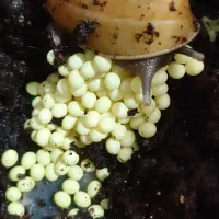 خاویار حلزون تازه