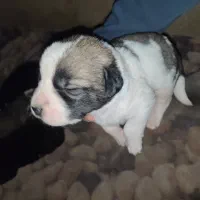 توله الابای