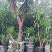 فروش انواع گل|خدمات باغبانی و درختکاری|رودسر, |دیوار