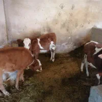 گوساله نر و ماده