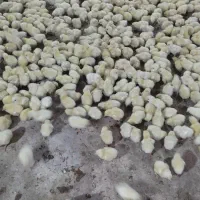 کارگر مرغداری