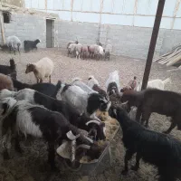 فروش ۱۳ عدد بز آبستن.نژاد دورگه نجنی|حیوانات مزرعه|پیر بکران, |دیوار