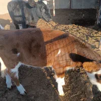 گوساله ماده سیمینتال