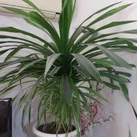 گل پاندانوس ۶ ساله با پاجوش های زیاد