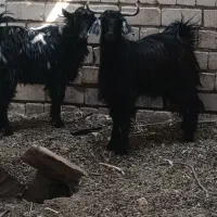 تروشت پزور|حیوانات مزرعه|ایرانشهر, |دیوار