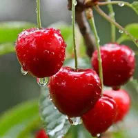 درخت 1 تا 3 سال آلبالو مجاری در نهالستان ، نهال