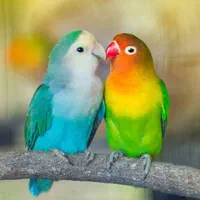 فروش انواع طوطی برزیلی رام و دستی مغازه معتبر|پرنده|تهران, پونک|دیوار