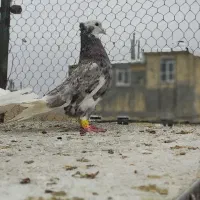 کبوتر رنگی نر و ماده