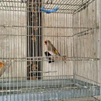 سهره کرمانی