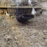 کفتر ذاغ ابادانی چش نوک سفید|پرنده|ماهدشت, |دیوار