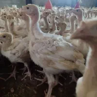 بوقلمون بیوتی ۶ درشت