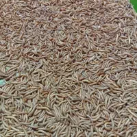میلورم زنده طلایی