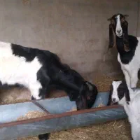 بز حمیدیه خسرج|حیوانات مزرعه|حمیدیه, |دیوار