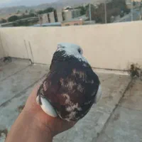 سرخ آبادانی طوقی