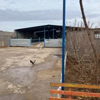 گاوداری واقع در حسین آباد