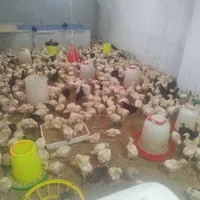 مرغ گوشتی راس 500 عدد