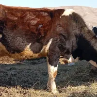 گاو شیری|حیوانات مزرعه|نظر کهریزی, |دیوار