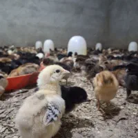 جوجه  ۷ روزه گلپایگان عمده و‌خرده