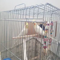 یک جفت عروس هلندی لوتینویک جفت مرغ عشق انگلیسی