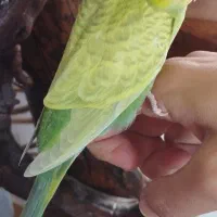 جوجه شیطون