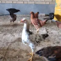 مرغ دم تخم