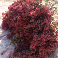 زرشک دونه اناری