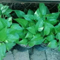 تخفیف بلک فرایدی گل و گیاه|گل و گیاه طبیعی|نیشابور, فردوس شمالی|دیوار