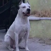 سگ گارد و نگهبان تخصص ماست FGO