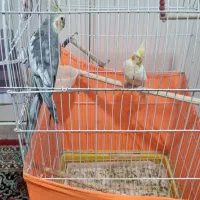 یک جفت عروس هلندی