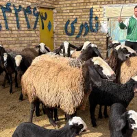 12راس میش بره دار و دوقلو|حیوانات مزرعه|قزوین, |دیوار