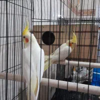 عروس هلندی جفت