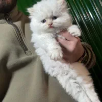 گربه های پرشین اسکاتیش بریتیش توله|گربه|شیراز, وصال|دیوار