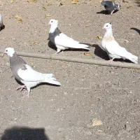 تعدادی طوقی زرین والماسی وزرد همه باهم فروشی است|پرنده|کامیاران, |دیوار