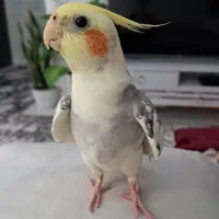 عروس هلندی نر سخنگو