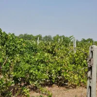 باغ با سندِ تک برگ و سهمیه ی آب به صورت قطره ای|فروش دفتر صنعتی، کشاورزی، تجاری|کرج, منطقه ویژه اقتصادی پیام|دیوار