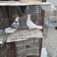 نر کاکلی طوقی