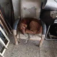 واگزاری رایگان