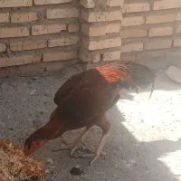 خروس لاری