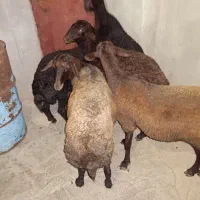میش ۲ دندان