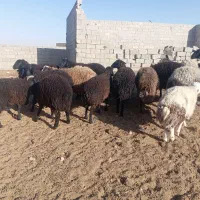 بره چاق پلواری فروشی|حیوانات مزرعه|تهران, امیریه|دیوار