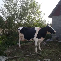 گاو دورگ هولیشتان آماده زایمان       لیشه ورزا|حیوانات مزرعه|رشت, حومه رشت|دیوار