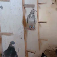 سارسرور فری کرمونی اس عطقیه نرماده